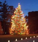 medium_Sapin_de_Noel.jpg